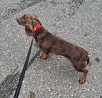 💞 Prachtige choco merle tan dwerg teckel dekreu 💞, Dieren en Toebehoren, Rabiës (hondsdolheid), 1 tot 2 jaar, Teef, Eén hond