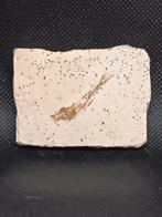 Fossiel / Fossiele Vis Dastilbe Elongatus, Ophalen of Verzenden, Fossiel