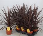 Restpartij Cordyline Red Star – laatste 8 stuks  75 euro, Overige soorten, Volle zon, Vaste plant, Ophalen of Verzenden