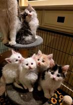 Prachtige Maine Coon kittens!, Meerdere dieren, Gechipt, 0 tot 2 jaar