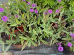 Verbena rigida Santos ,is een relatief nieuwe IJzerhard., Ophalen, Bodembedekkers, Volle zon, Vaste plant