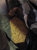 Legkorrels kip, Dieren en Toebehoren, Pluimvee, Vrouwelijk, Kip