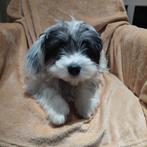 Prachtige  Boomer  pups ( Laatste teefje ), Dieren en Toebehoren, Maltezer, Nederland, 15 weken tot 1 jaar, CDV (hondenziekte)