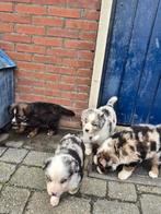 Australian shepherd pups, Nederland, Meerdere, Meerdere dieren, Fokker | Professioneel