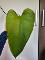 Anthurium Versicolore - Zeldzame Ecuadoriaanse Schoonheid, Ophalen of Verzenden, Overige soorten, Halfschaduw