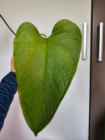 Anthurium Versicolore - Zeldzame Ecuadoriaanse Schoonheid beschikbaar voor biedingen