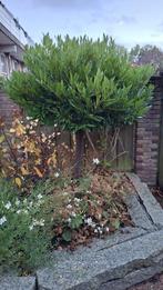 Laurierboom gratis ophalen, Tuin en Terras, Ophalen, Bloeit niet, Halfschaduw, Overige soorten