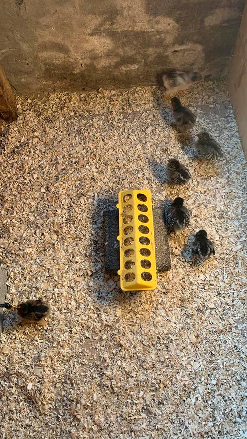 7 dubbelgezoomde Barnevelder kuikens (blauw, zilver en goud), Dieren en Toebehoren, Pluimvee, Kip, Geslacht onbekend