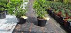 Hydrangea paniculata 'little spooky', Ophalen, Hortensia, Struik, 250 cm of meer