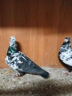 Te koop koppel scherens van gramberen, Dieren en Toebehoren, Meerdere dieren, Postduif