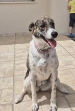 Super blije hond Sticker verblijft in Cyprus, Dieren en Toebehoren, Honden | Niet-rashonden, Particulier, Rabiës (hondsdolheid)