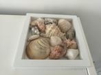 Schelpen collector items | Kom uitzoeken!, Ophalen, Schelp(en)