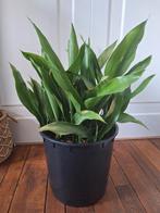 Aspidistra kamerplant, Huis en Inrichting, Kamerplanten, Ophalen of Verzenden, Overige soorten, Minder dan 100 cm