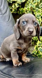 Moi dwergteckkel pups, Parvo, 8 tot 15 weken, Korthaar, Dwerg