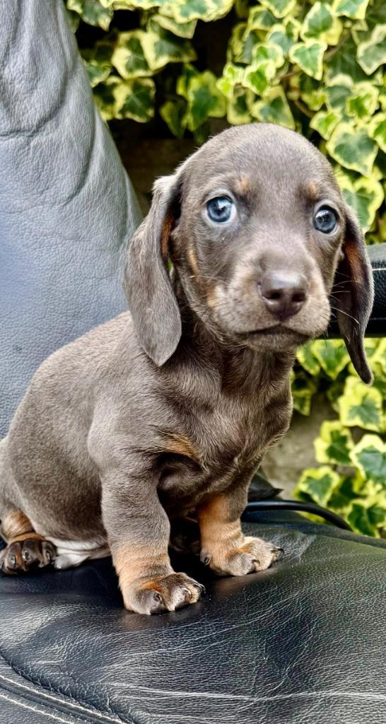 Moi dwergteckkel pups, Dieren en Toebehoren, Honden | Teckels en Dashonden, Meerdere dieren, Korthaar, Dwerg, Particulier, Meerdere