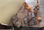 Pocket bully / stafford shire, Dieren en Toebehoren, Honden | Niet-rashonden, Meerdere, Meerdere dieren, Middel, Nederland