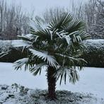 Winterharde palmboom - Trachycarpus fortunei - 150-170 cm, In pot, Halfschaduw, Lente, Ophalen of Verzenden