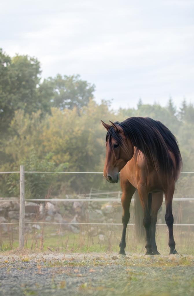8 jarige PRE merrie met wow factor, zeer braaf en veelzeidig, Dieren en Toebehoren, Paarden, Merrie, L, Minder dan 160 cm, 7 tot 10 jaar