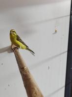 Mooi koppel mozambique Cini's, Meerdere dieren, Tropenvogel, Geringd