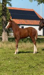 Chique spring hengstveulen te koop!, Dieren en Toebehoren, Paarden, Springpaard, Niet van toepassing, 0 tot 2 jaar, Hengst