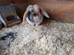 Konijntje, Dieren en Toebehoren, Vrouwelijk, Hangoor