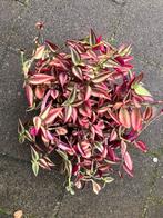 Kamerplant, Huis en Inrichting, Kamerplanten, Ophalen of Verzenden, Halfschaduw, Minder dan 100 cm