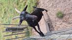 Geit, Dieren en Toebehoren, Vrouwelijk, Geit