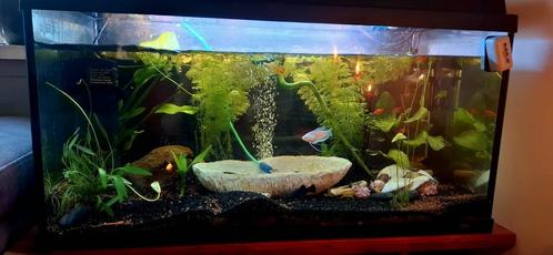 Een prachtig aquarium, Dieren en Toebehoren, Vissen | Aquaria en Toebehoren, Gebruikt, Gevuld zoetwateraquarium, Ophalen