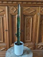 Euphorbia trigona rubra – 40 cm, Huis en Inrichting, Kamerplanten, Ophalen of Verzenden, Overige soorten, Minder dan 100 cm
