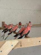 Koppel Rose  Bourke parkieten., Dieren en Toebehoren, Meerdere dieren, Parkiet, Geringd