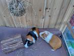 Twee cavia zeugjes 1jr + binnenhok + alle toebehoren, Dieren en Toebehoren, Juli, Vrouwelijk, Cavia