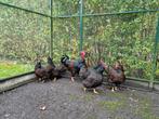Liefst 5 hennen Barnevelders GROOT Dubbel gezoomd !, Dieren en Toebehoren, Pluimvee, Vrouwelijk, Kip