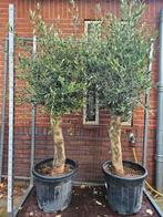 Olijfbomen 180cm in pot, volle kruin: 125 euro, Ophalen of Verzenden, 100 tot 250 cm, Olijfboom, Zomer