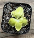 Pinguicula macrophylla, vetblad, vleesetende plant, Minder dan 100 cm, Halfschaduw, Verzenden