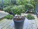 Ilex cren Stokes Bonsai 70-80 cm, Ophalen, Overige soorten, Struik, Minder dan 100 cm