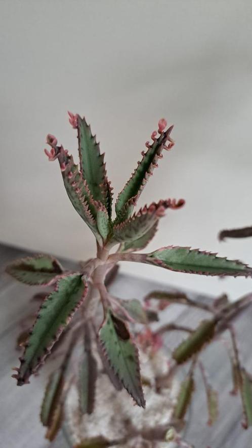 Kalanchoë Daigremontiana "Pink Butterfly" stekjes, Huis en Inrichting, Kamerplanten, Vetplant, Minder dan 100 cm, Bloeiende kamerplant