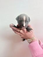 Amerikaanse bulldog/stafford puppy's, Dieren en Toebehoren, 8 tot 15 weken, Bulldog, Meerdere, Meerdere dieren