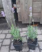 Lavendel Lavendula Angustifolia Munstead en Edelweiss wit, Volle zon, Vaste plant, Zomer, Ophalen