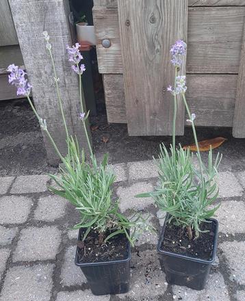 Lavendel Lavendula Angustifolia Munstead en Edelweiss wit beschikbaar voor biedingen