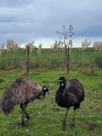 Koppeltje  Emoe's  en 1 mannetje (2jr.), Dieren en Toebehoren, Pluimvee, Meerdere dieren, Eend