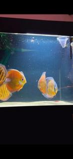 Discus wild Guariba and Tocantis group 10 visen, Dieren en Toebehoren, Vissen | Aquariumvissen, Vis