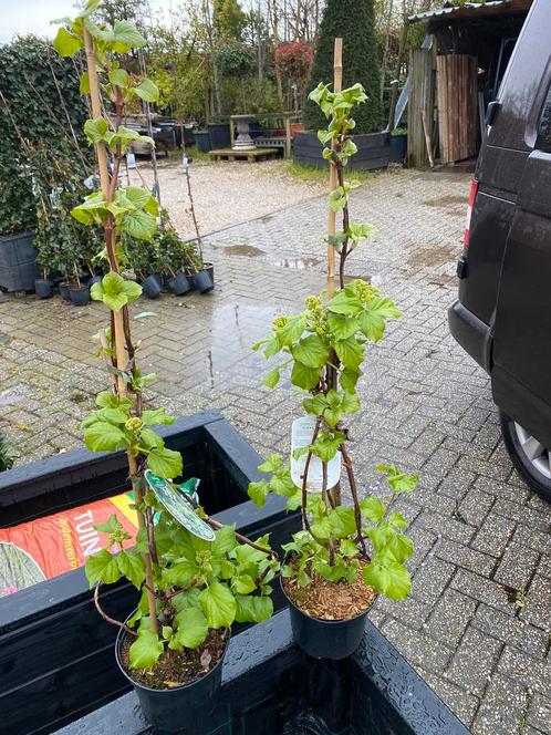 Klimhortensia € 14,95 pst  2e paasdag open 9 tot 17 uur, Tuin en Terras, Planten | Tuinplanten, Vaste plant, Klimplanten, Ophalen of Verzenden