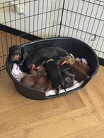 Mooie dwerg teckel puppy's, Dieren en Toebehoren, Honden | Teckels en Dashonden, Parvo, Reu, 8 tot 15 weken, Korthaar