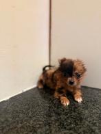 Mooie pomchi pups, Dieren en Toebehoren, Meerdere, Meerdere dieren, Chihuahua, Nederland