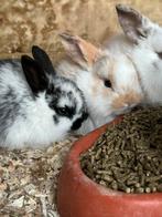 Jonge konijntjes, Dieren en Toebehoren, Konijnen, Meerdere dieren