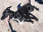 Lieve kruizing mechelaar x jachthond, Dieren en Toebehoren, CDV (hondenziekte), Teef, Eén hond, 3 tot 5 jaar