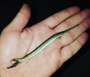 Kaaiman snoek (vijver)  koikarper meerval steur goudvis Bass beschikbaar voor biedingen