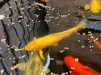 Koi karper, Dieren en Toebehoren, Vissen | Vijvervissen, Karper of Koi
