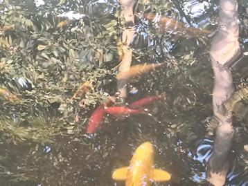 Verschillende goudvissen te koop  beschikbaar voor biedingen