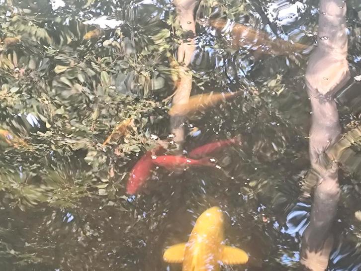 Verschillende goudvissen te koop, Dieren en Toebehoren, Vissen | Vijvervissen, Goudvis(sen)